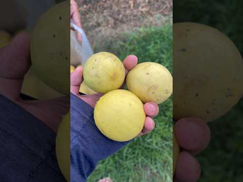 Is This the Biggest Lemon You’ve Ever Seen?! 🍋 video thumbnail